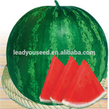 MW06 Huaguo dark green stripe hybrid seedless watermelon seeds for open field